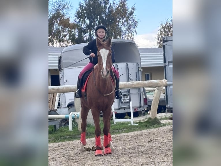 Deutsches Reitpony Wallach 21 Jahre 148 cm Fuchs in Bad Doberan