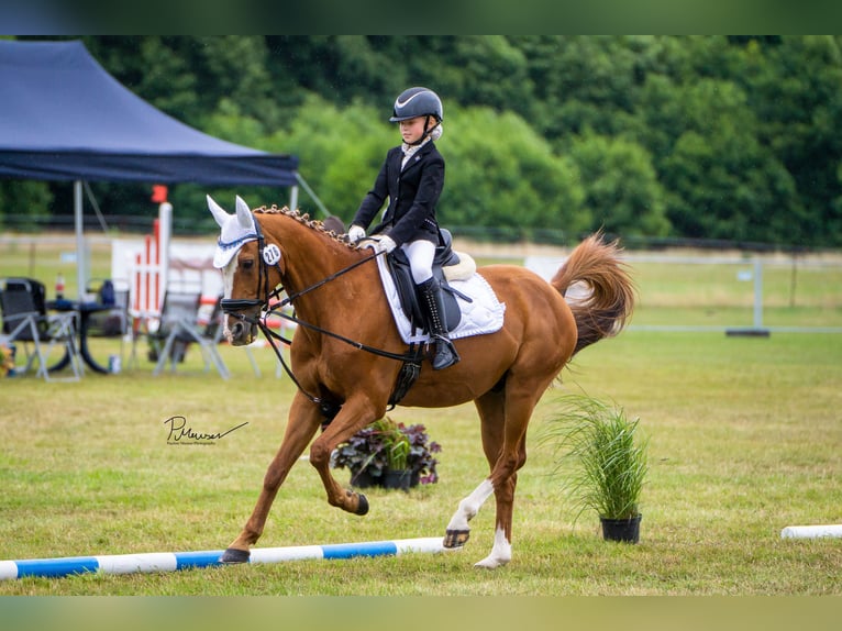 Deutsches Reitpony Wallach 21 Jahre 148 cm Fuchs in Bad Doberan