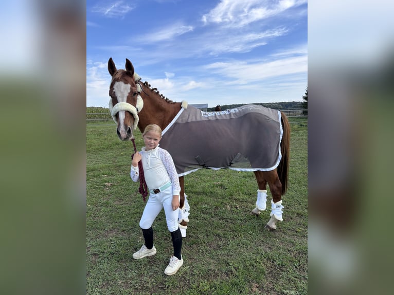 Deutsches Reitpony Wallach 21 Jahre 148 cm Fuchs in Bad Doberan