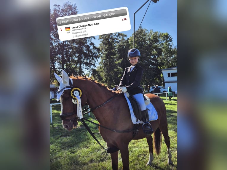 Deutsches Reitpony Wallach 21 Jahre 148 cm Fuchs in Bad Doberan