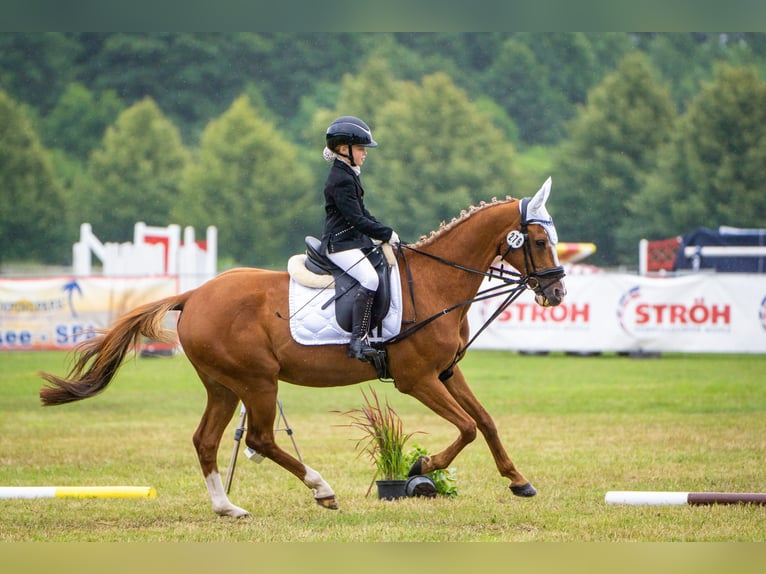 Deutsches Reitpony Wallach 21 Jahre 148 cm Fuchs in Bad Doberan
