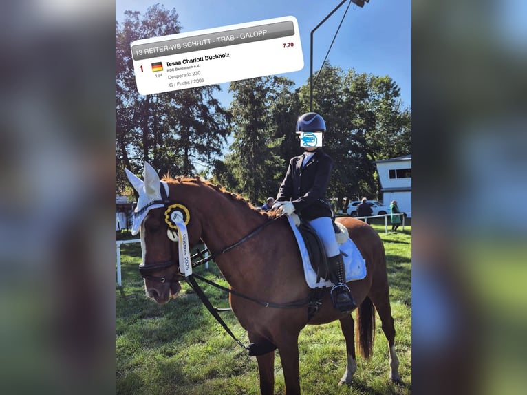 Deutsches Reitpony Wallach 21 Jahre 148 cm Fuchs in Bentwisch
