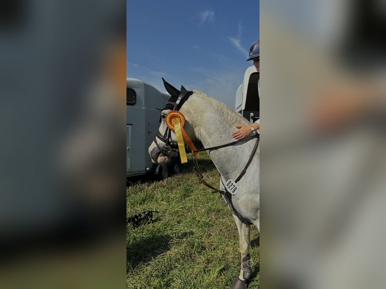 Deutsches Reitpony Wallach 21 Jahre 153 cm Schimmel in Algermissen