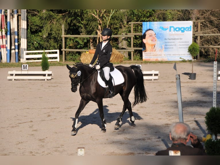 Deutsches Reitpony Mix Wallach 22 Jahre 143 cm Rappe in Karlsruhe