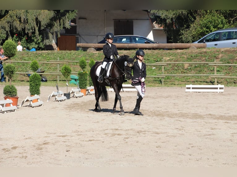 Deutsches Reitpony Mix Wallach 22 Jahre 143 cm Rappe in Karlsruhe