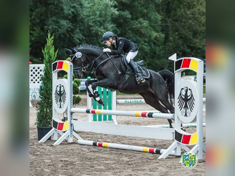 Deutsches Reitpony Mix Wallach 22 Jahre 143 cm Rappe in Karlsruhe