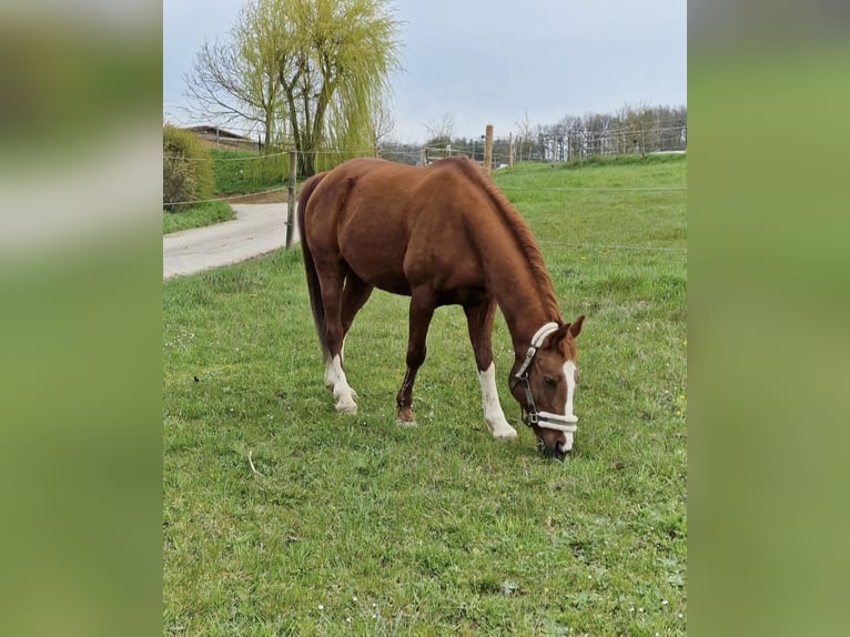 Deutsches Reitpony Wallach 22 Jahre 146 cm Dunkelfuchs in Osterburken