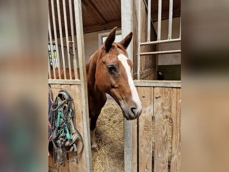 Deutsches Reitpony Wallach 22 Jahre 146 cm Dunkelfuchs in Osterburken