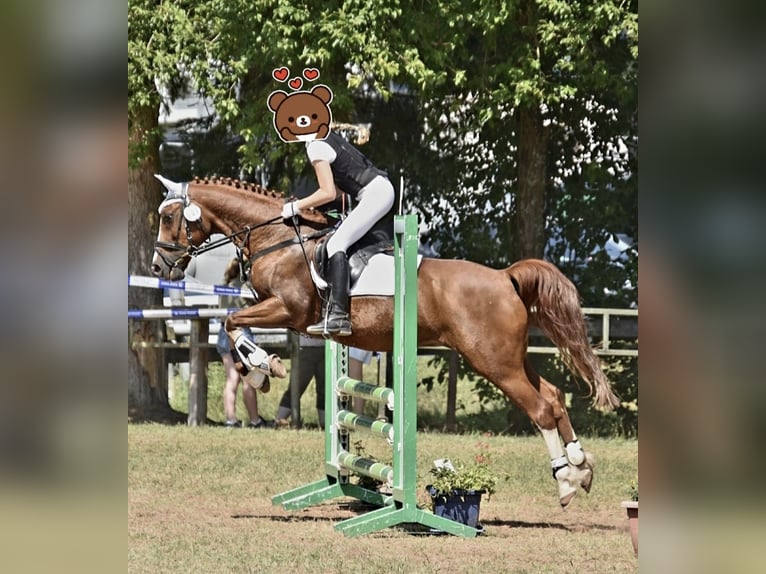 Deutsches Reitpony Wallach 22 Jahre 146 cm Dunkelfuchs in Osterburken