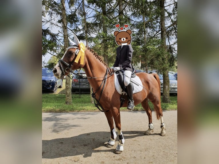 Deutsches Reitpony Wallach 22 Jahre 146 cm Dunkelfuchs in Osterburken