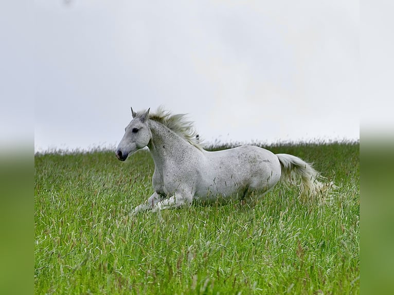 Deutsches Reitpony Wallach 22 Jahre 146 cm Schimmel in Radevormwald