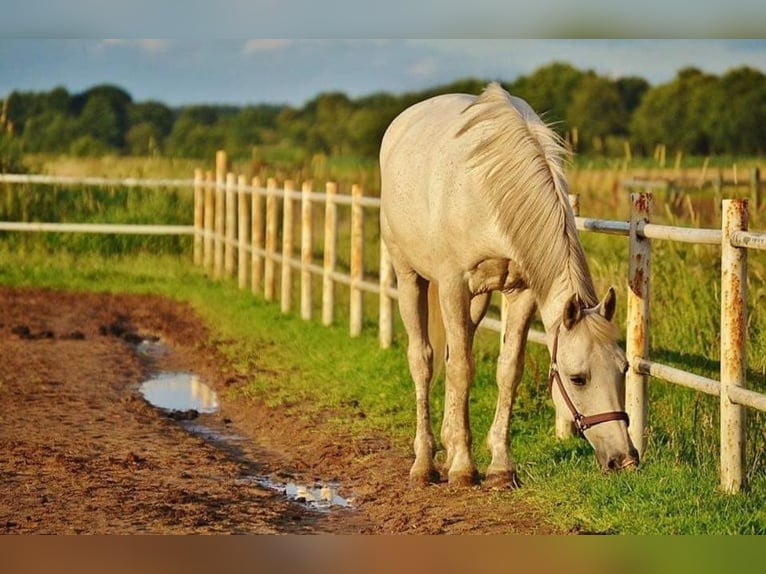 Deutsches Reitpony Wallach 22 Jahre 146 cm Schimmel in Radevormwald