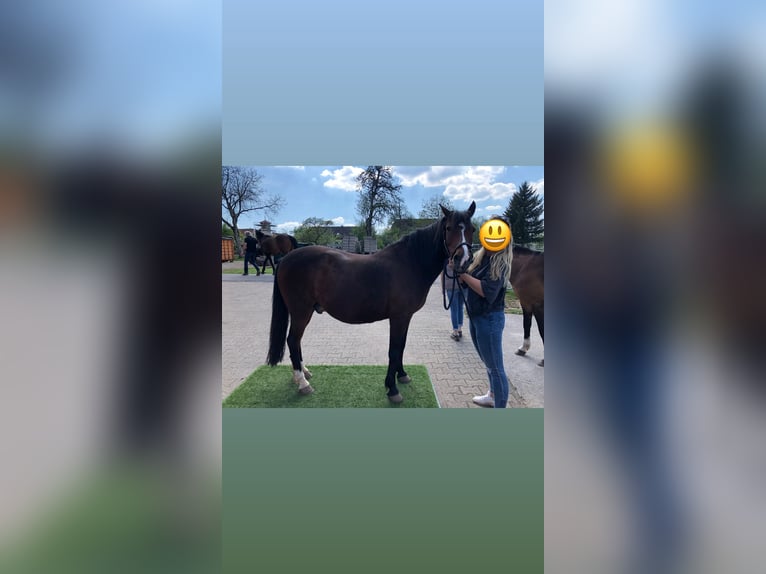 Deutsches Reitpony Wallach 22 Jahre 148 cm Brauner in Simmersfeld