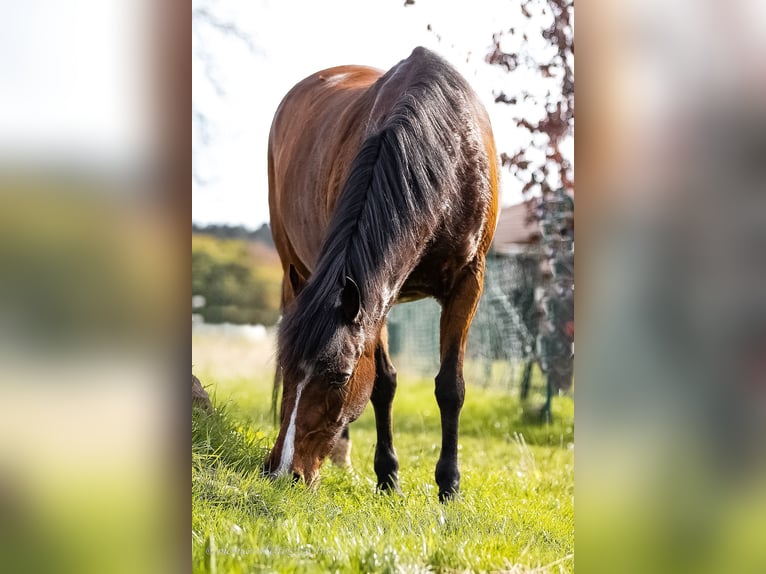 Deutsches Reitpony Wallach 22 Jahre 148 cm Brauner in Simmersfeld