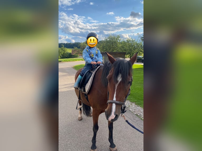 Deutsches Reitpony Wallach 22 Jahre 148 cm Brauner in Simmersfeld