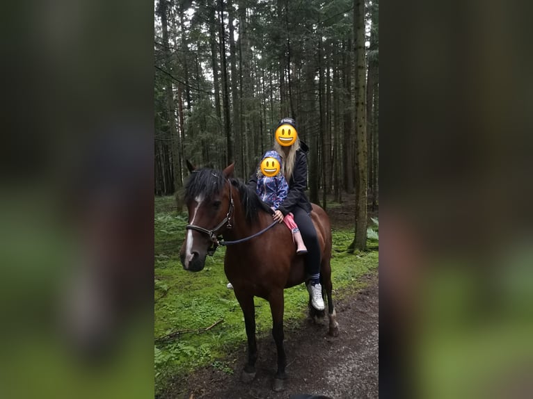 Deutsches Reitpony Wallach 22 Jahre 148 cm Brauner in Simmersfeld