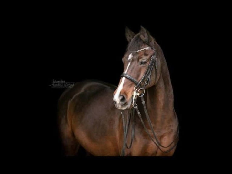 Deutsches Reitpony Wallach 22 Jahre 148 cm Dunkelbrauner in Zeven