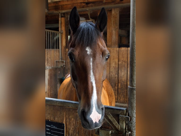 Deutsches Reitpony Wallach 22 Jahre 148 cm Dunkelbrauner in Zeven