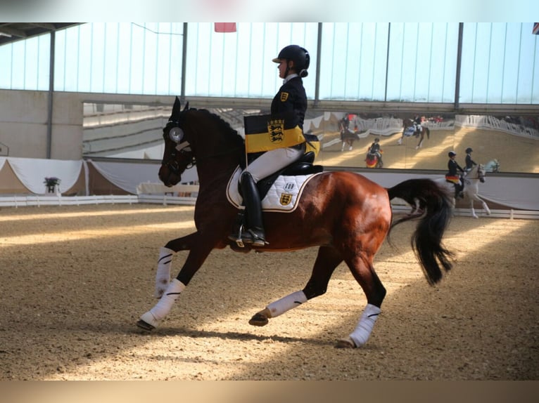 Deutsches Reitpony Wallach 22 Jahre 148 cm Dunkelbrauner in Zeven