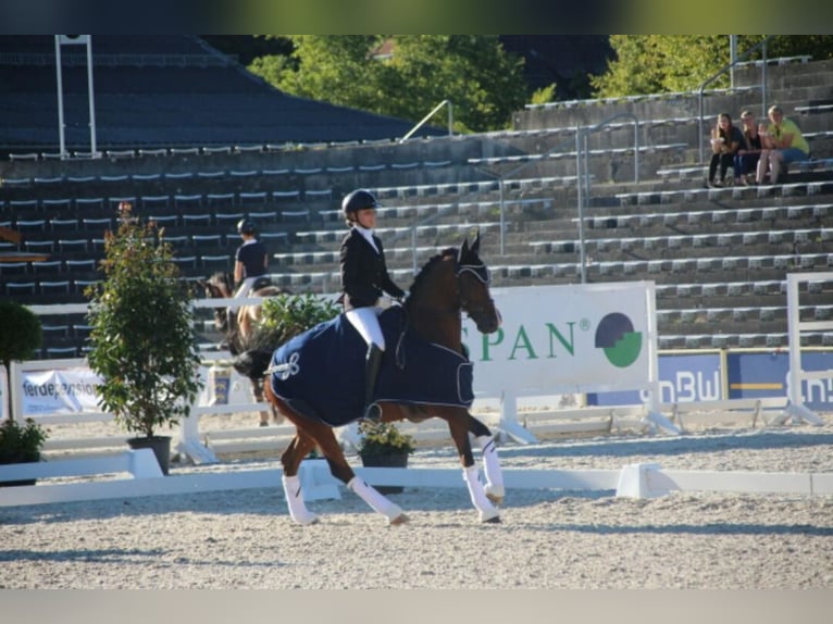 Deutsches Reitpony Wallach 22 Jahre 148 cm Dunkelbrauner in Zeven