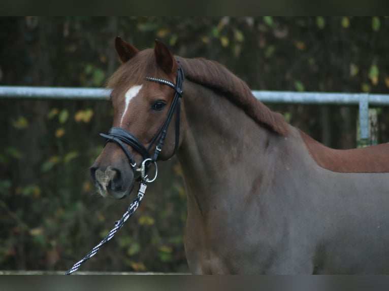Deutsches Reitpony Wallach 22 Jahre 148 cm Dunkelfuchs in Großlangheim