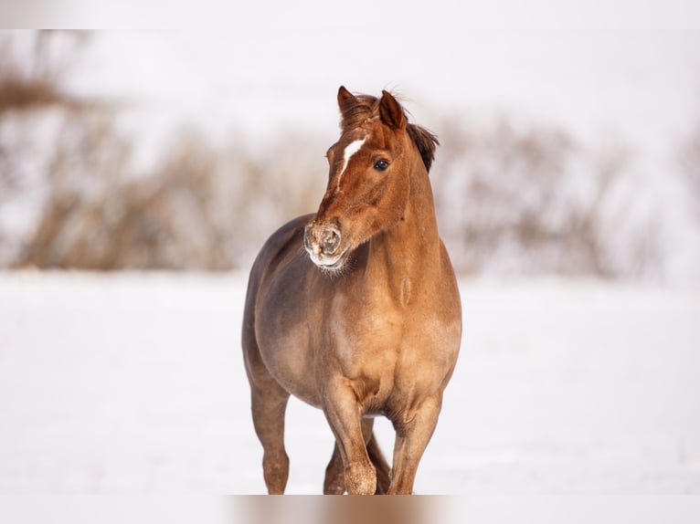 Deutsches Reitpony Wallach 22 Jahre 148 cm Dunkelfuchs in Großlangheim