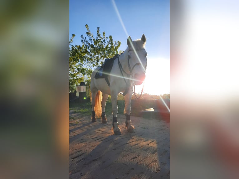 Deutsches Reitpony Wallach 22 Jahre 150 cm Apfelschimmel in Bannewitz