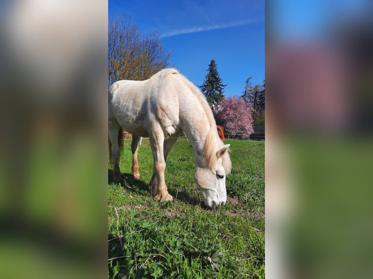 Deutsches Reitpony Wallach 22 Jahre 150 cm Apfelschimmel in Bannewitz