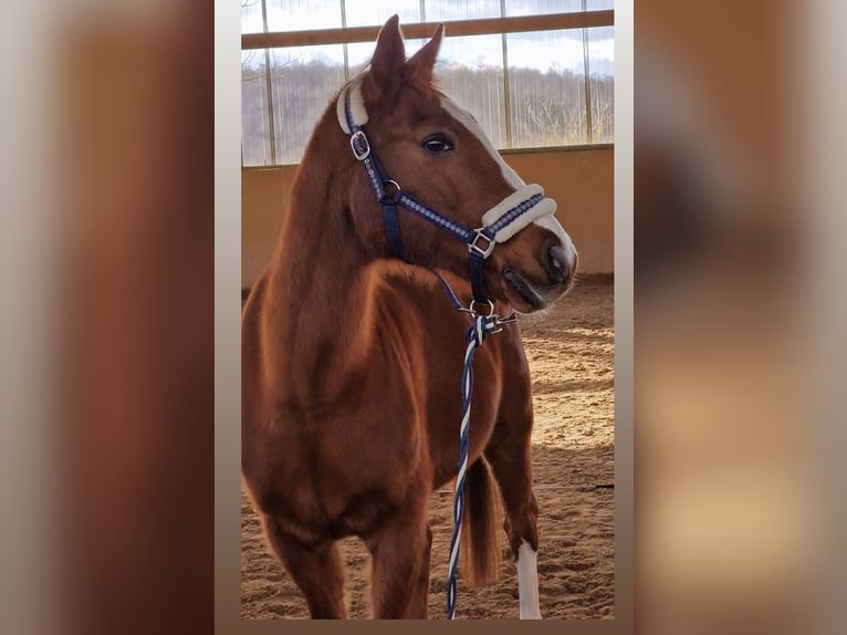 Deutsches Reitpony Wallach 23 Jahre 146 cm Dunkelfuchs in Osterburken