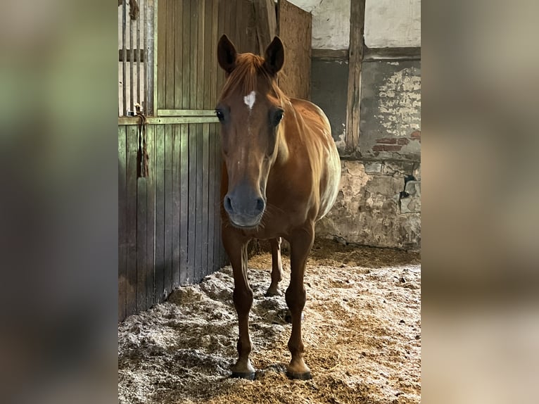 Deutsches Reitpony Wallach 23 Jahre 152 cm Fuchs in Rietberg - Mastholte