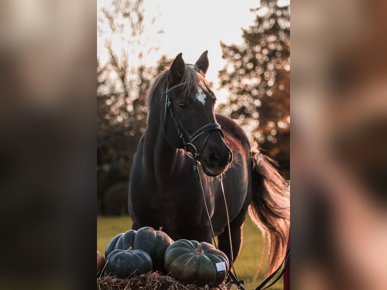 Deutsches Reitpony Wallach 23 Jahre Dunkelfuchs in Ehningen