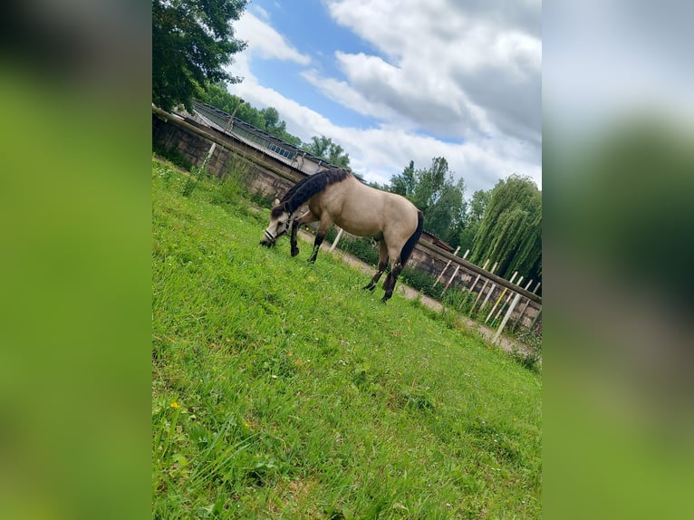 Deutsches Reitpony Mix Wallach 24 Jahre 140 cm Falbe in Obertrebra