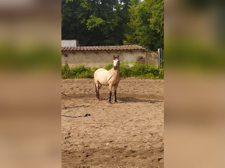Deutsches Reitpony Mix Wallach 24 Jahre 140 cm Falbe in Obertrebra