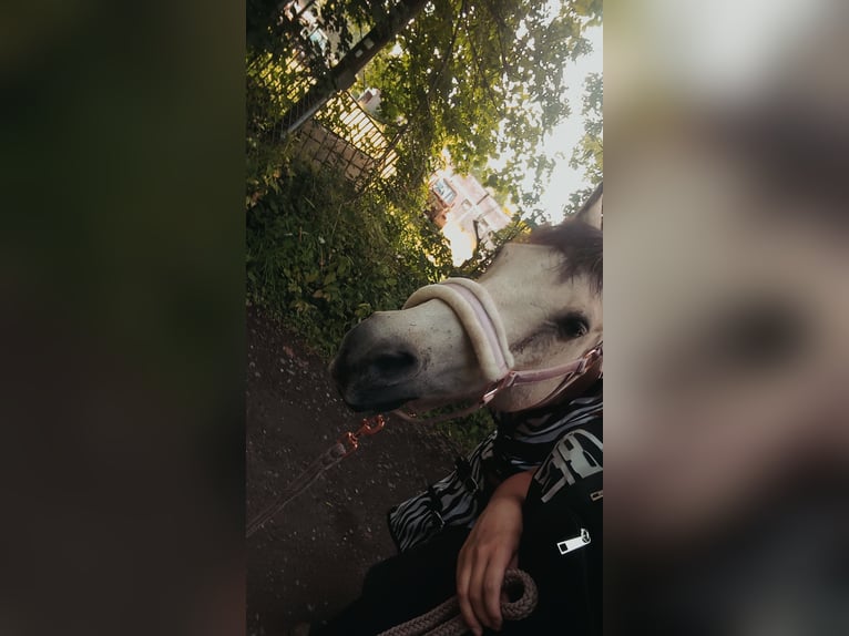 Deutsches Reitpony Mix Wallach 24 Jahre 140 cm Falbe in Obertrebra