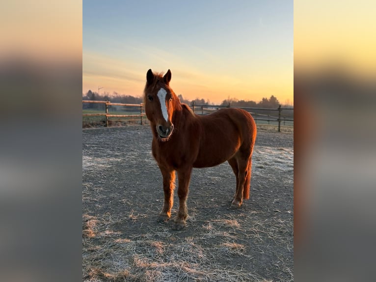 Deutsches Reitpony Mix Wallach 24 Jahre 140 cm Fuchs in Iserlohn