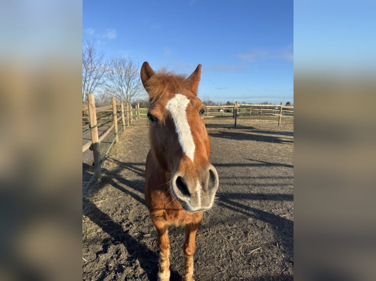 Deutsches Reitpony Mix Wallach 24 Jahre 140 cm Fuchs in Iserlohn