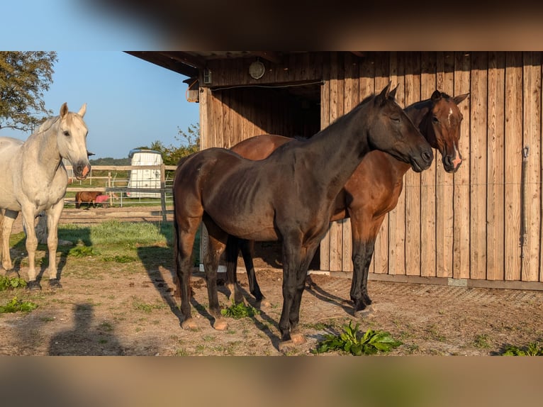 Deutsches Reitpony Wallach 24 Jahre 145 cm Dunkelbrauner in Hummelfeld