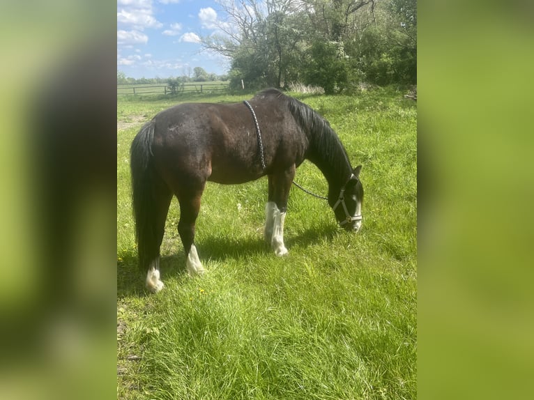 Deutsches Reitpony Wallach 24 Jahre 150 cm Brauner in Dallgow-Döberitz