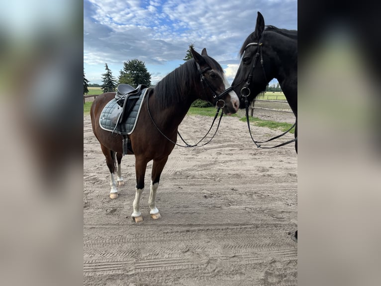 Deutsches Reitpony Wallach 24 Jahre 150 cm Brauner in Dallgow-Döberitz
