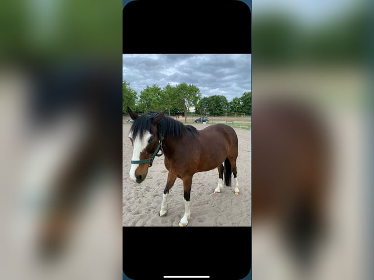 Deutsches Reitpony Wallach 24 Jahre 150 cm Brauner in Dallgow-Döberitz