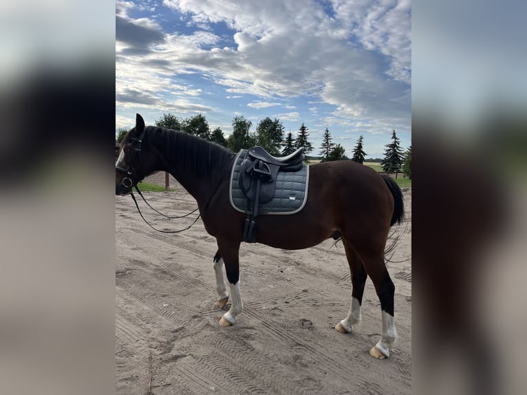 Deutsches Reitpony Wallach 24 Jahre 150 cm Brauner in Dallgow-Döberitz