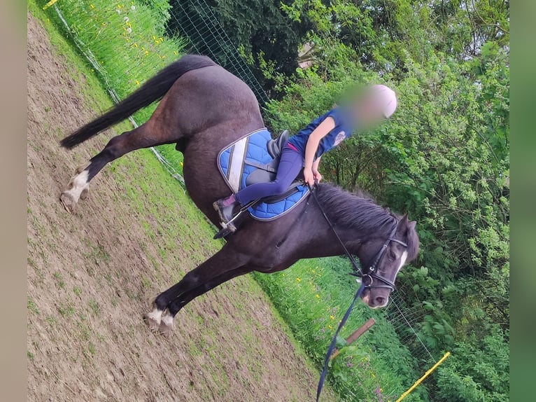 Deutsches Reitpony Wallach 25 Jahre 136 cm Rappe in Selm