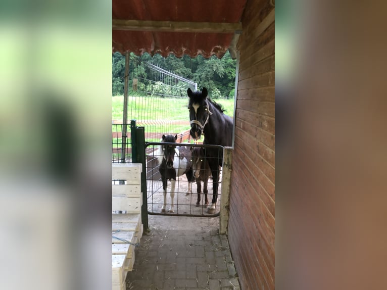 Deutsches Reitpony Wallach 25 Jahre 136 cm Rappe in Selm