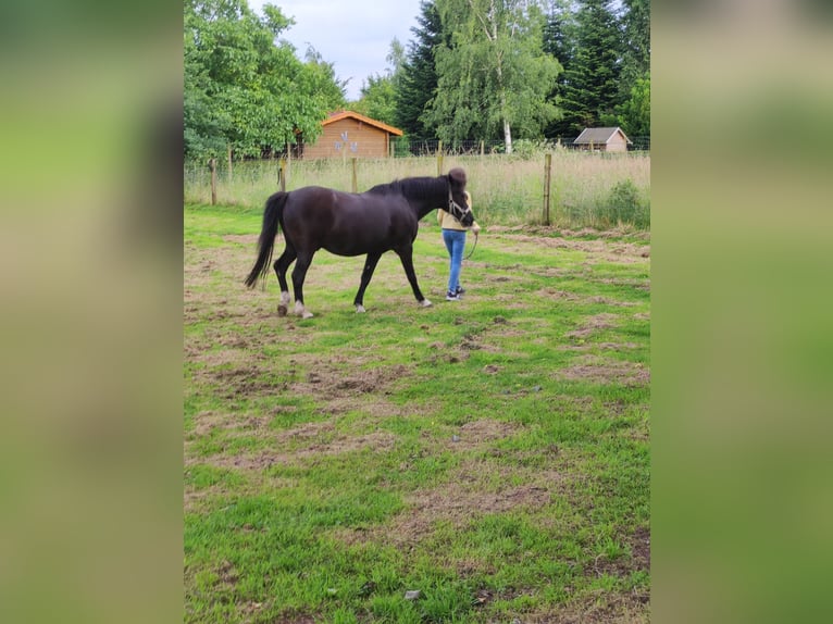 Deutsches Reitpony Wallach 25 Jahre 136 cm Rappe in Selm