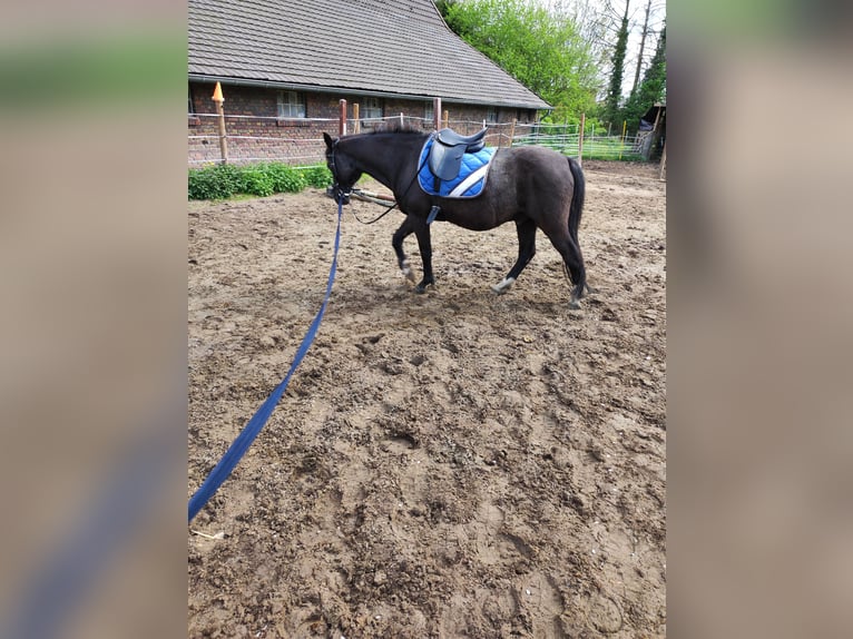 Deutsches Reitpony Wallach 25 Jahre 136 cm Rappe in Selm