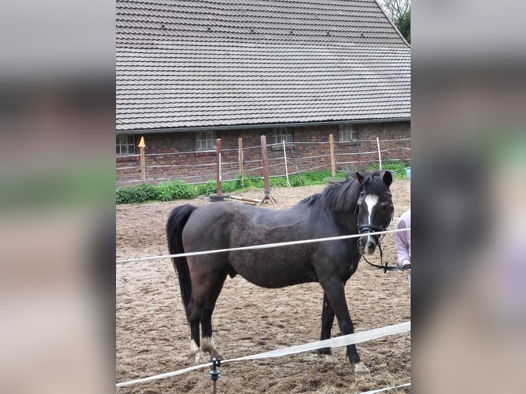 Deutsches Reitpony Wallach 25 Jahre 136 cm Rappe in Selm