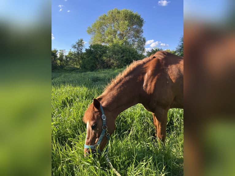 Deutsches Reitpony Wallach 25 Jahre 145 cm Fuchs in Berlin