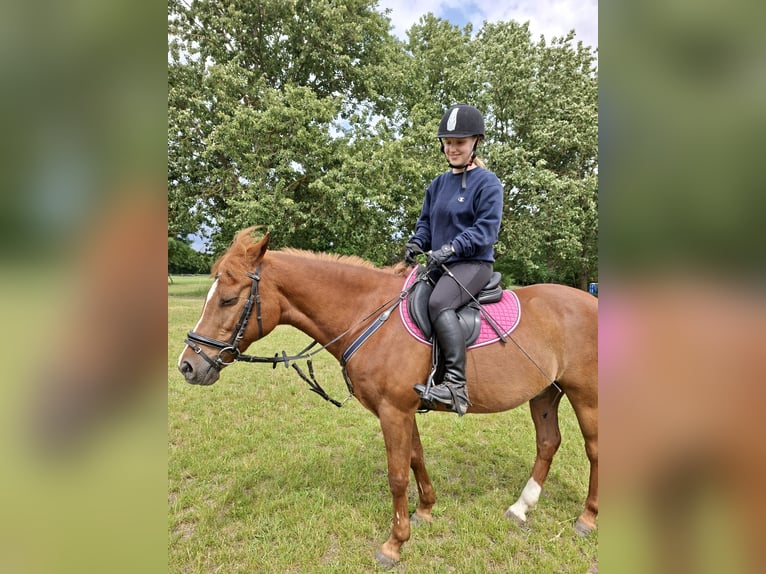 Deutsches Reitpony Wallach 25 Jahre 145 cm Fuchs in Berlin
