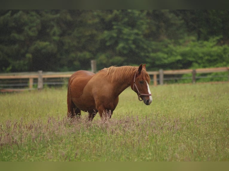 Deutsches Reitpony Wallach 25 Jahre 147 cm Fuchs in Holm
