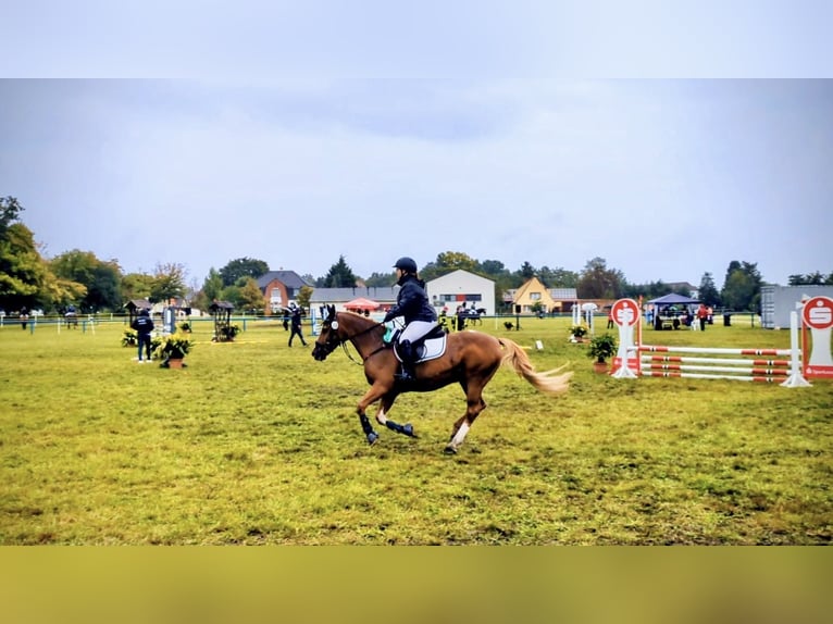Deutsches Reitpony Mix Wallach 25 Jahre 148 cm Fuchs in Kolkwitz